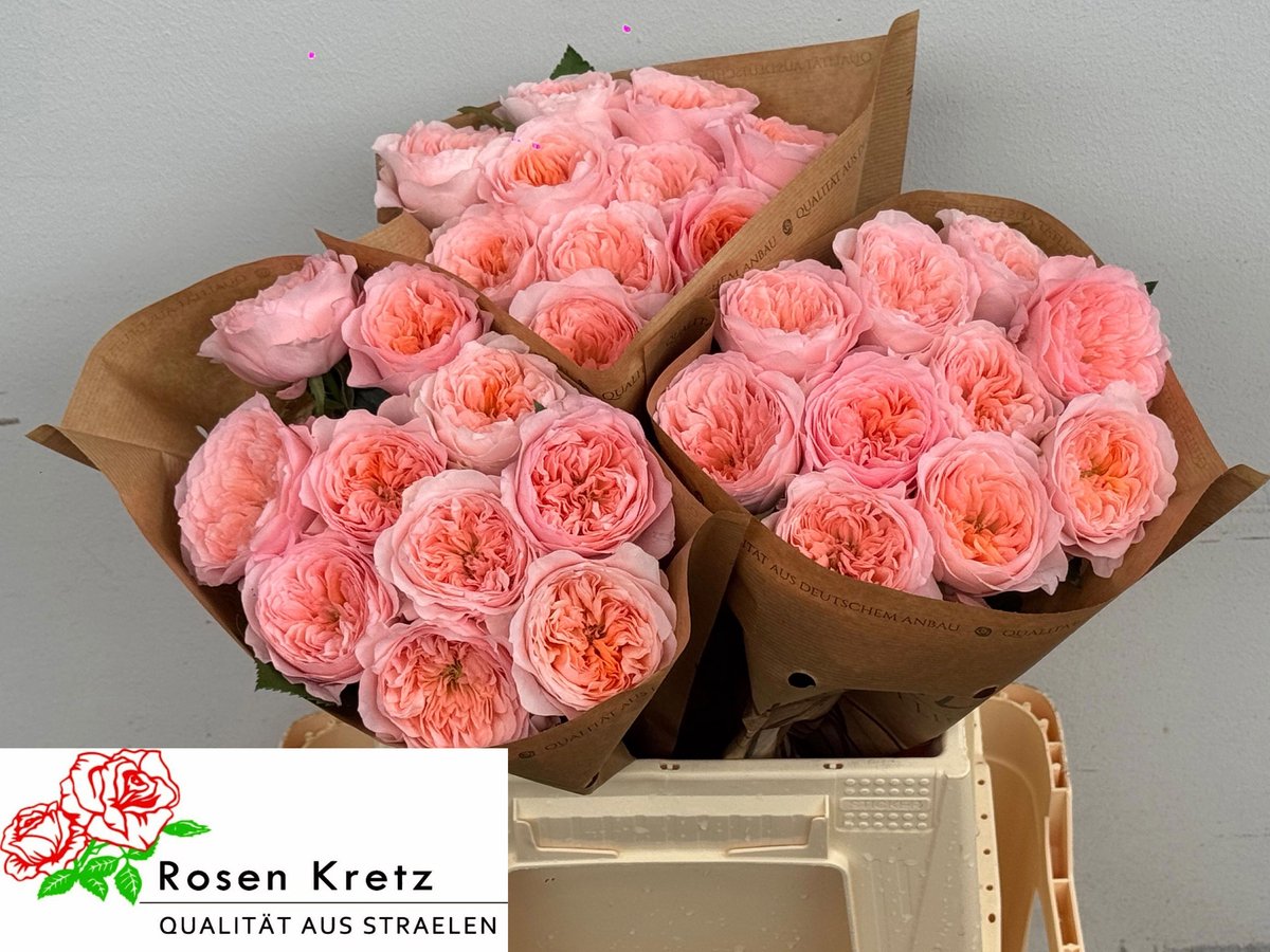 10x Rosa mayfield 40cm
