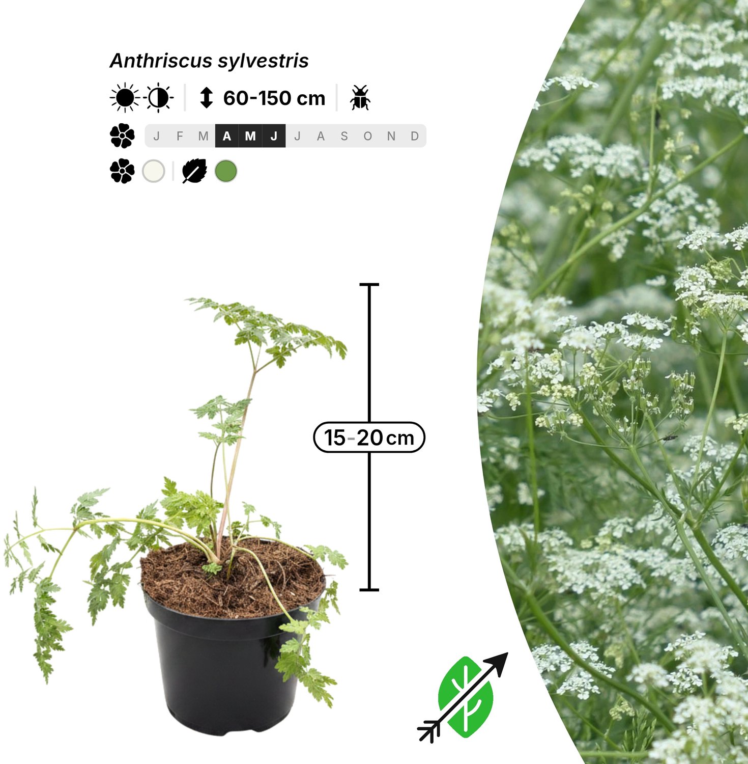 Singleplants - 6x Anthriscus sylvestris - Pot C1.5 - winterhard tot -30°C