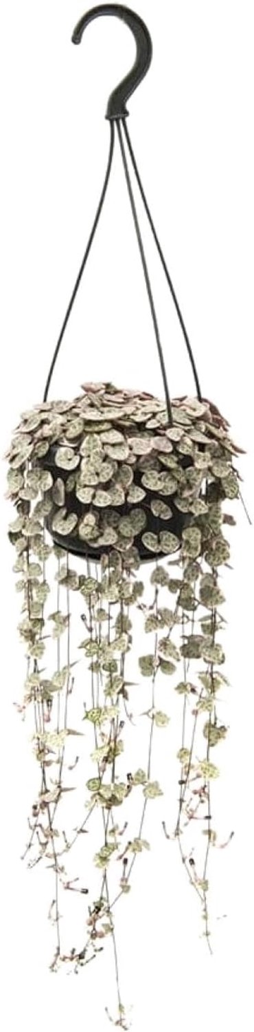 Linearis Subsp. Woodii Variegata - 28-38cm - Ø14cm - Kamerplant - Groenblijvend