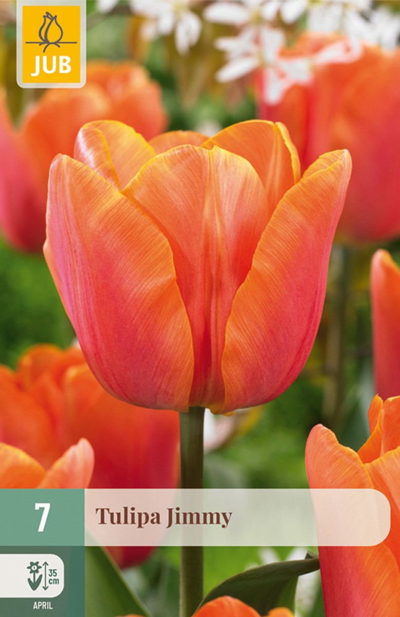 Tulipa Jimmy bloembol JUB 7 stuks