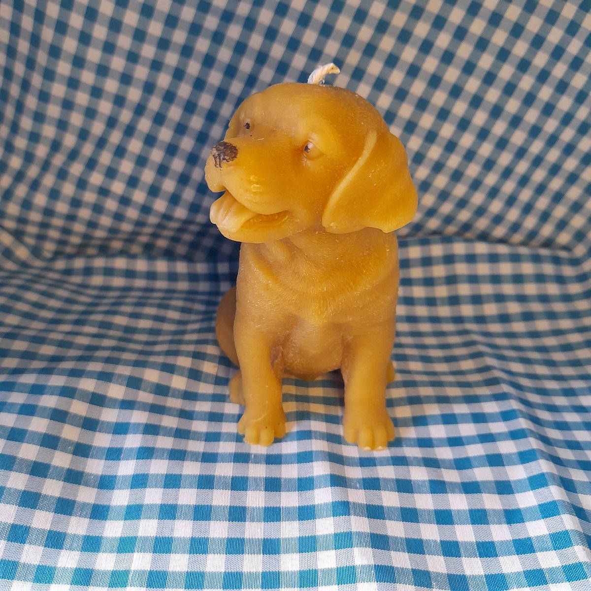 Bijenwas kaars, hond, Labrador