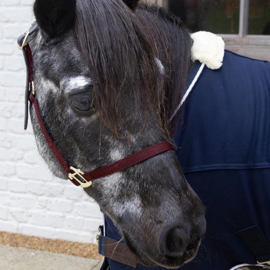 Kentucky Horsewear - Nylon halster Wellington bordeaux Shetland Pony Kentucky Horsewear - Nylon halster Wellington bordeaux Shetland Pony