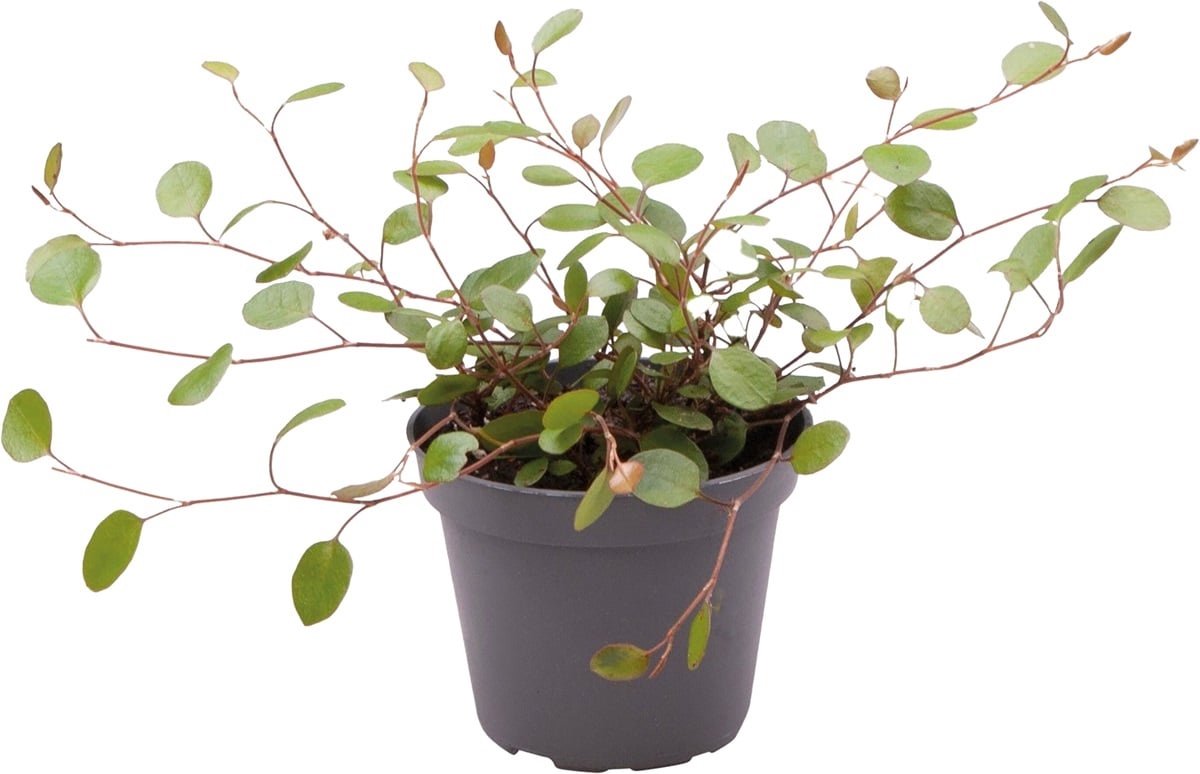 Muehlenbeckia Complexa - Terrariumplant