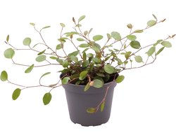 Muehlenbeckia Complexa - Terrariumplant