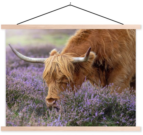 Porte-affiche avec affiche - Affiche scolaire - Scottish Highlander - Animaux - Heather - 120x90 cm - lattes vierges