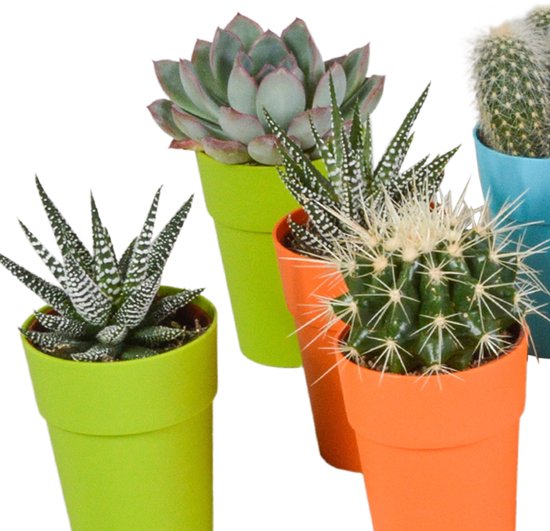 Megamix 15 pièces - Cactus et succulentes 5,5 cm en pot mexicain
