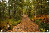 Tuindecoratie Bos - Pad - Herfst - Bladeren - 60x40 cm - Tuinposter - Tuindoek - Buitenposter