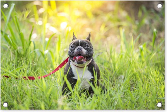 Tuindecoratie Franse Bulldog - Gras - Hondenlijn - 60x40 cm - Tuinposter - Tuindoek - Buitenposter