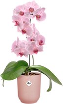 Elho vibes fold orchidee hoog - Bloempot voor Binnen - 12,5cm - Frosted Pink