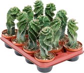 Cactussen van Botanicly – 4 × Spiraalcactus – Hoogte: 25 cm – Cereus Jamacaru Spiralis