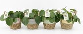 Kamerplanten van Botanicly – 4 × Pannenkoekenplant – Hoogte: 20 cm – Pilea peperomioides