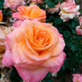 3x Rosa Hybride "Britannia'' | Rozenstruik winterhard | Roze-oranje bloemen | Grootbloemige rozen | Kale wortel planten | Leverhoogte 25-40cm