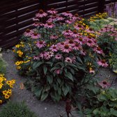 100 x Echinacea purpurea - Zonnehoed in 9x9cm pot met hoogte 5-10cm