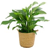 FloriaFor - Spathiphyllum ‘Sweet Lauretta’ In Handgevlochten Sierpot Nelis (naturel) - - ↨ 100cm - ⌀ 28cm