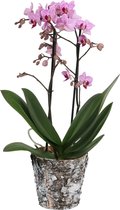 FloriaFor  - Santiago Met Wooden Pot - Vers Van De Kweker - ↨ 45cm - ⌀ 12cm