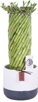 Kamerplant van Botanicly – Lucky Bamboo – Hoogte: 35 cm