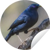 Tuincirkel Blauwe prieelvogel op een tak - 90x90 cm - Ronde Tuinposter - Buiten
