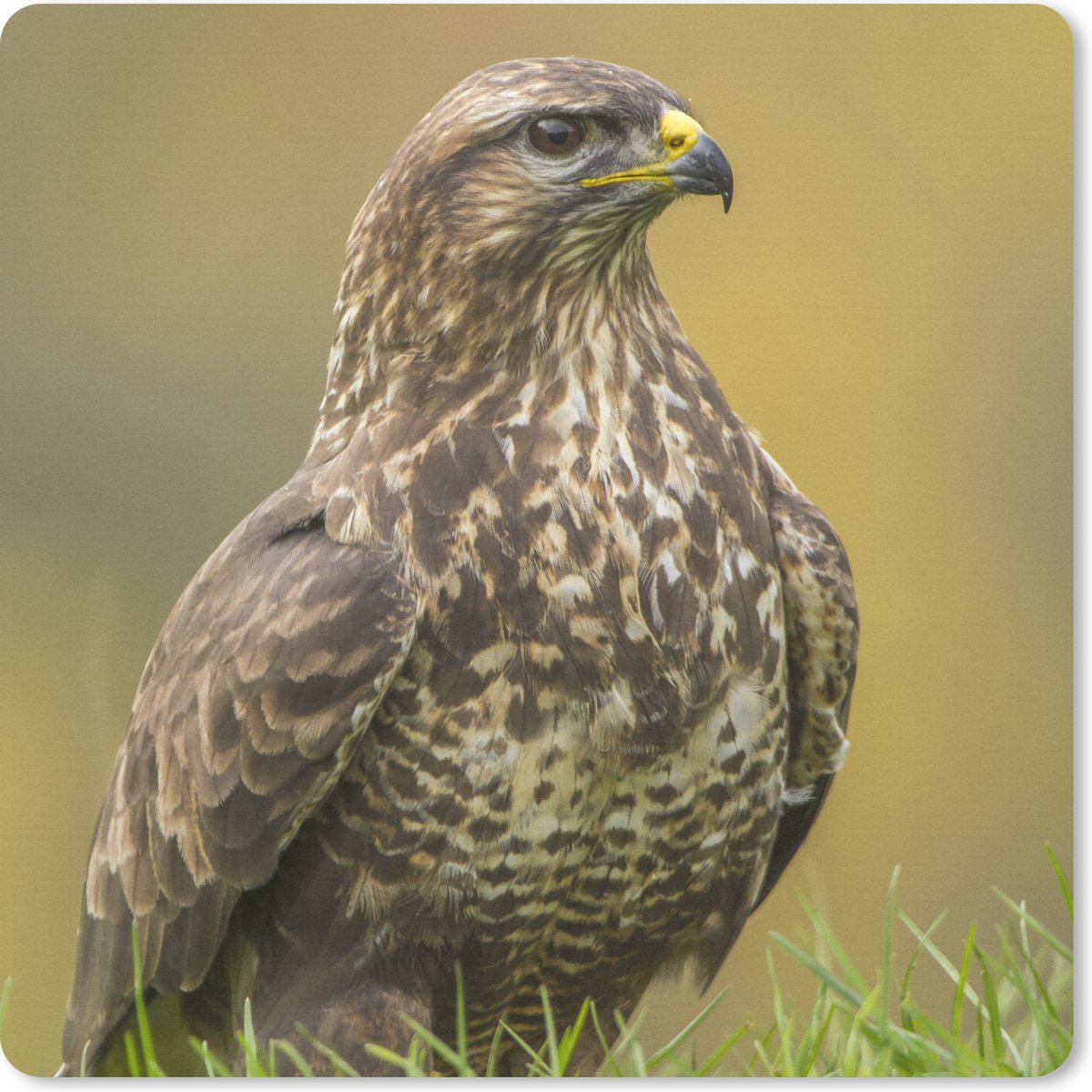 Muismat 30x30 cm - Mousepad Een buizerd zit in het veld - Muismatten