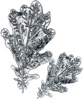 Sizzix 3D Embossing Folder - Impresslits - Oak leaf - 7.3x4.76cm
