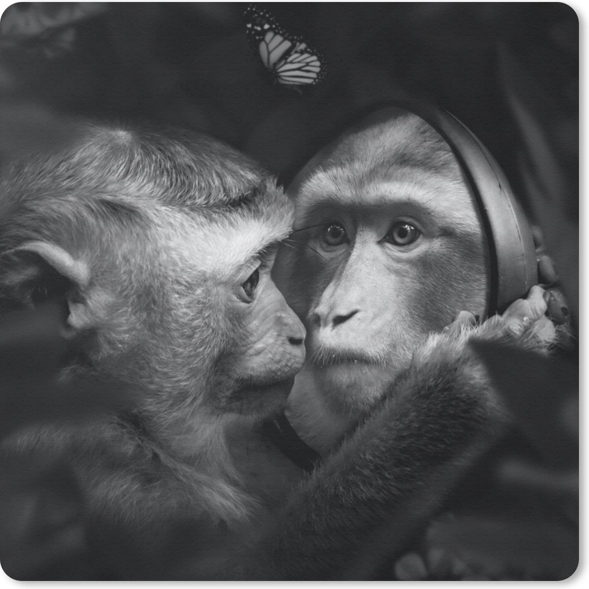Muismat 30x30 cm - Mousepad Dieren - Apen - Natuur - Zwart - Wit - Muismatten