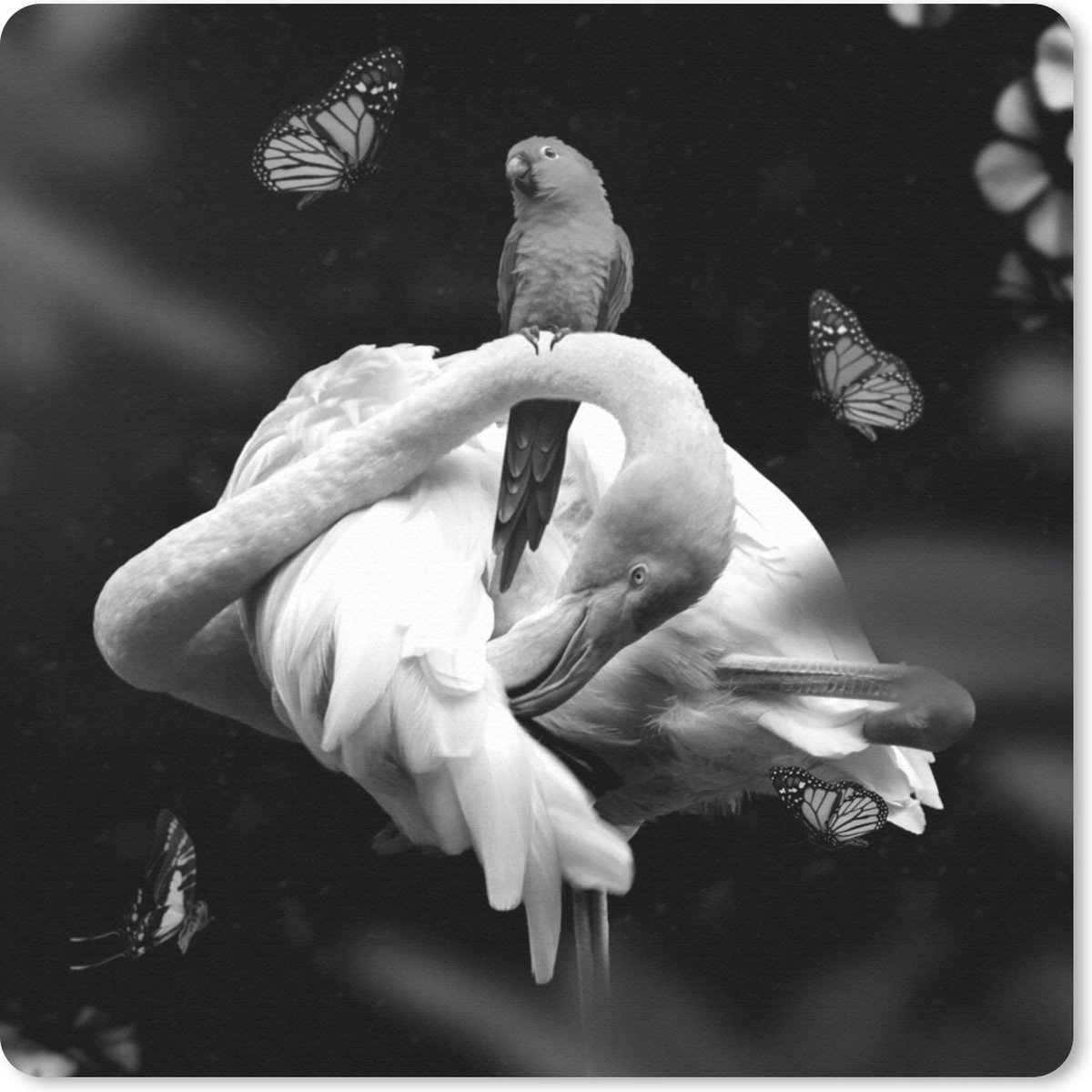 Muismat 30x30 cm - Mousepad Flamingo - Dieren - Natuur - Zwart - Wit - Muismatten