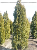 Westerse Levensboom Thuja Smaragd 160-180 cm in Pot, 5x Haagplant