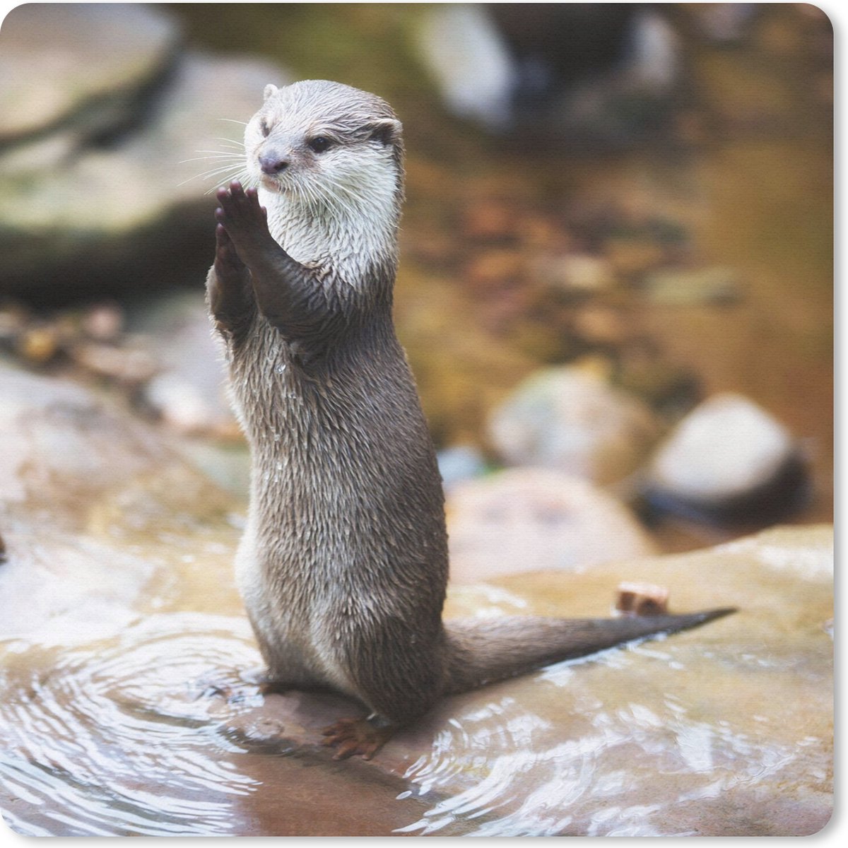 Muismat 30x30 cm - Mousepad Otter staat rechtop - Muismatten