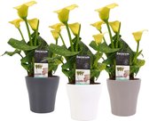 Bloemen van Botanicly – 3 × Zantedeschia aethiopica – Hoogte: 40 cm