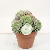 Cactus van Botanicly – Echeveria elegans – Hoogte: 20 cm