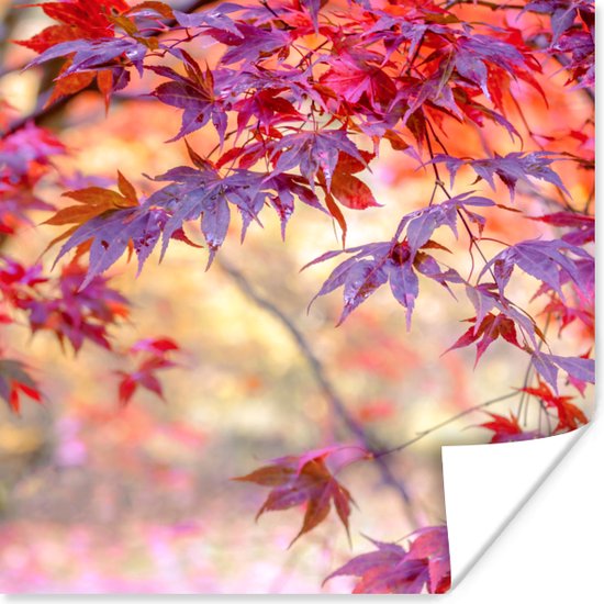 Poster Japanse esdoorn met rode bladeren - 30x30 cm