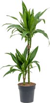Kamerplant van Botanicly – Drakenboom – Hoogte: 100 cm – Dracaena Janet Craig