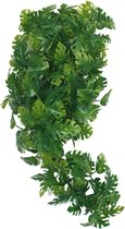 PLANT SPLIT PHILODENDRON 30CM