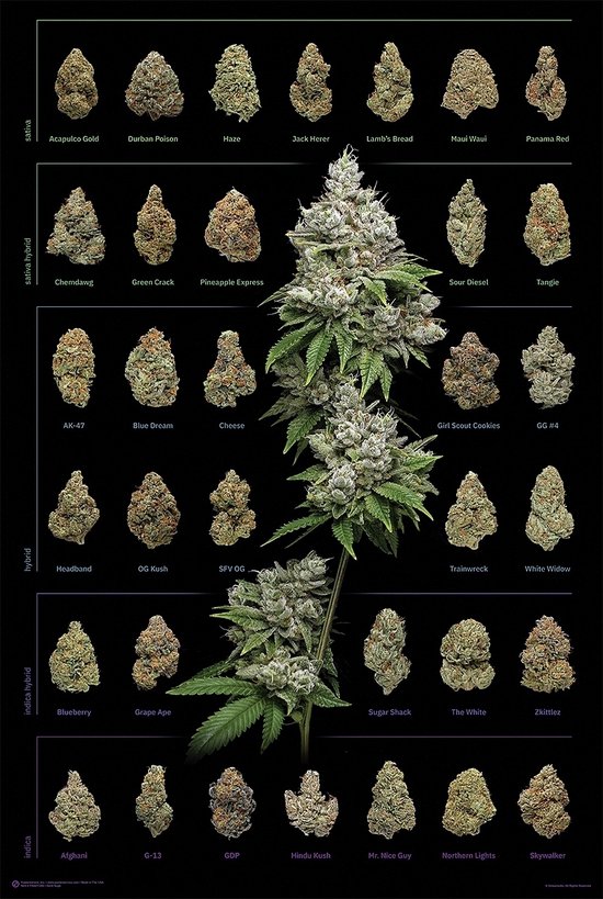 Cannabis Poster 61x91.5cm