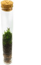 DIY Gesloten terrarium kit 27cm  Met pot/planten en instructies