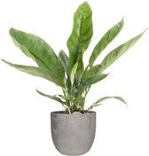 FloriaFor - Anthurium 'Jungle King' In Mica Sierpot Jimmy (lichtgrijs) - - ↨ 55cm - ⌀ 18cm