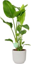 FloriaFor - Strelitzia Nicolai In ELHO Vibes (wit) - - ↨ 90cm - ⌀ 22cm