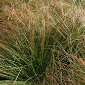 25 x Carex testacea 'Prairie Fire'- Oranje zegge in 9x9cm pot met hoogte 5-10cm