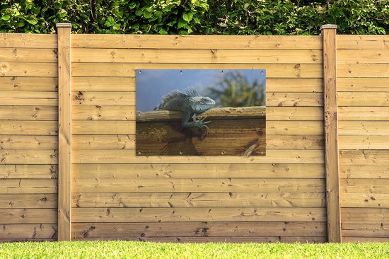 Affiche de jardin Affichage d'un iguane sur bois à Curaçao - 120x80 cm - Jardin
