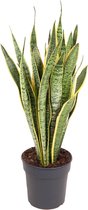 Kamerplant van Botanicly – Vrouwentongen – Hoogte: 70 cm – Sansevieria Laurentii