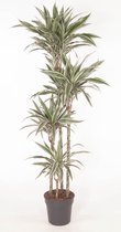 Kamerplant van Botanicly – Drakenboom – Hoogte: 170 cm – Dracaena White Stripe