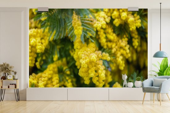Papier peint photo en vinyle - Fleurs de mimosa jaune largeur 450 cm x hauteur 300 cm - Tirage photo sur papier peint (disponible en 7 tailles)