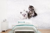 Behang - Fotobehang Drie schattige Amerikaanse Korthaar kittens - Breedte 360 cm x hoogte 240 cm