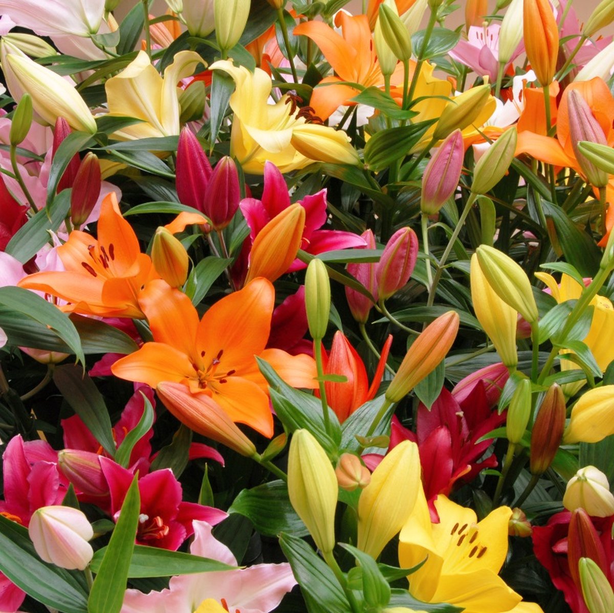 Lilium Asiatic Mix | 5 stuks | Meerkleurig | verwilderend