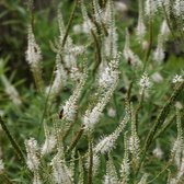 6x Ereprijs (Veronicastrum virg. 'Album') - P9 pot (9x9)