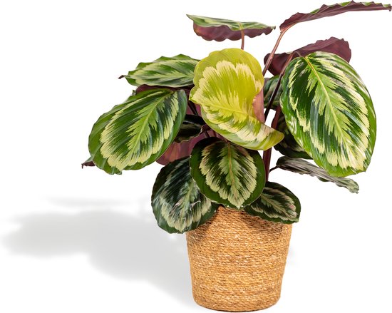 Calathea