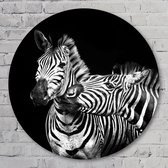 Zebra’s - 50 cm Aluminium Muurcirkel - Dieren - Wanddecoratie - Rond Schilderij - Wandcirkel