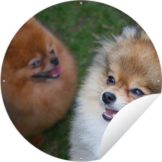 Garden Circle Deux Chiens de Poméranie - 120x120 cm - Affiche de Jardin Ronde - Extérieur - XXL