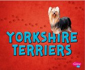 Tiny Dogs - Yorkshire Terriers