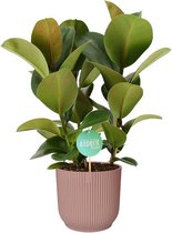 Kamerplant van Botanicly – Rubberboom in roze ELHO plastic pot als set – Hoogte: 60 cm – Ficus elastica