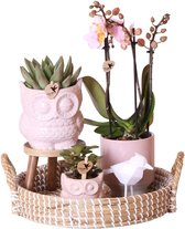 Complete plantenset Romantic | Groene planten met roze Phalaenopsis orchidee incl. keramieken sierpotten en accessoires